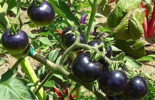 黑番茄的种植方法,第1图