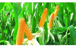 玉米施肥的方法与注意事项,第5图