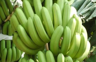 香蕉种植的注意事项,第3图