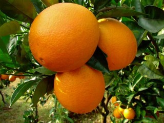 柑橘种植技术(2),第1图