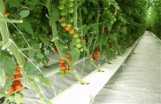 番茄水培技术,第1图