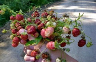 野草莓种植该怎么管理,第4图