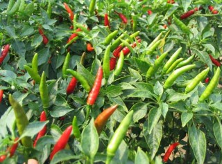 辣椒高产种植技术(2),第1图