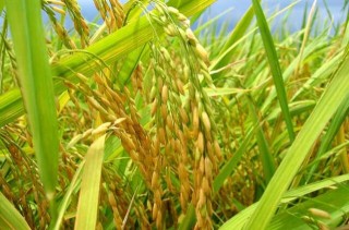 水稻种植过程中叶尖枯病防治措施,第2图