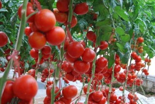 番茄的种植时间,第3图