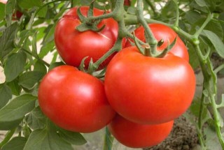番茄的种植时间,第2图