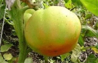西红柿青皮果防治方法,第3图