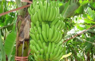 香蕉种植的注意事项,第2图
