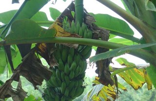 香蕉有种子吗？,第1图