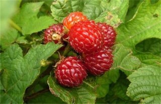 野草莓种植该怎么管理,第5图