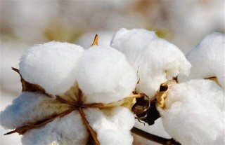 秋季棉花的管理方法,第6图