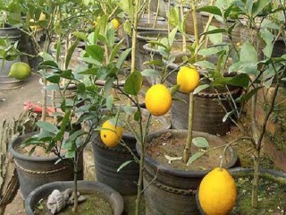 盆栽柠檬树掉叶子怎么办？,第1图