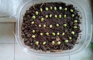 豌豆播种前种子处理方法,第2图