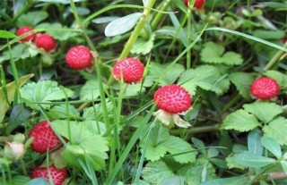 蛇莓的种植技术,第1图