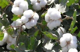 棉花要如何种植,第4图