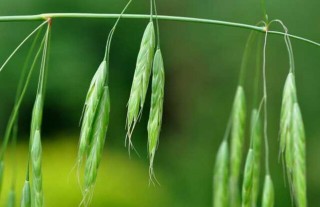 野燕麦是什么植物？,第5图