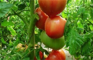 番茄转色不良原因及防治方法,第2图