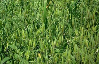 野燕麦是什么植物？,第3图