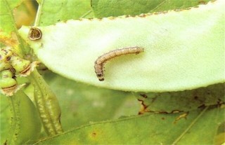 棉花常见病虫害及防治方法,第4图