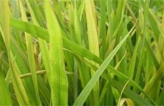 水稻肥害症状及防治措施,第1图