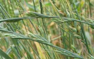 小麦出苗后可用哪些除草剂？,第6图