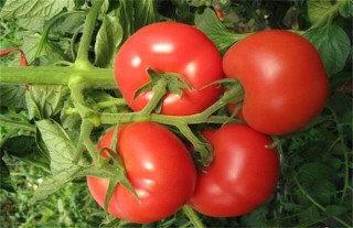 番茄种植土肥水管理技术,第3图