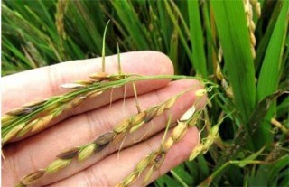 水稻穗发芽原因及预防方法,第1图