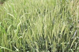 小麦种植中硬草的锄草技术,第1图