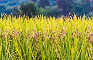 水稻穗发芽原因及预防方法,第3图