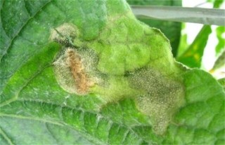 冬季种植蔬菜最易发生的四大病害,第2图