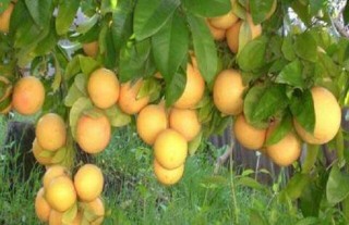 葡萄柚种植技术要点,第3图