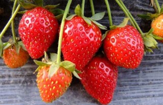 草莓怎么保存时间长？,第6图