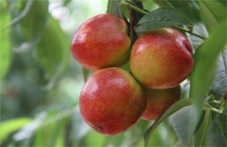 油桃的种植技术,第4图