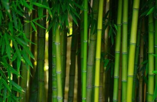 家里养竹子有什么讲究？,第1图