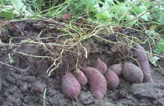 红薯膨大期施肥方法,第3图
