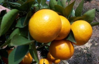 柑橘的存储方法有哪些？,第1图
