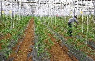番茄种植土肥水管理技术,第1图
