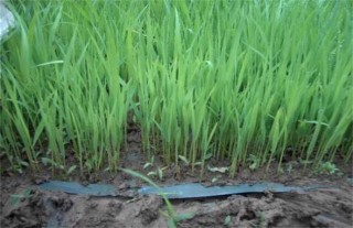 水稻种植后生长缓慢的原因,第4图