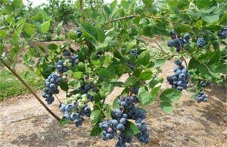 蓝莓种植一亩的成本,第4图