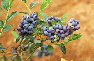 蓝莓种植一亩的成本,第3图