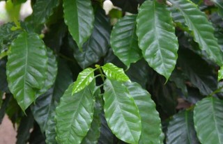 咖啡树种植条件,第2图