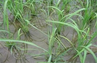 水稻种植后生长缓慢的原因,第3图