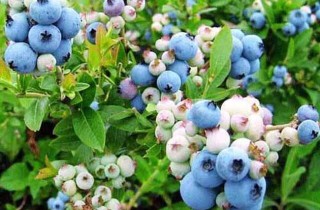 蓝莓种植技术(2),第2图