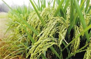水稻肥害症状及防治措施,第2图