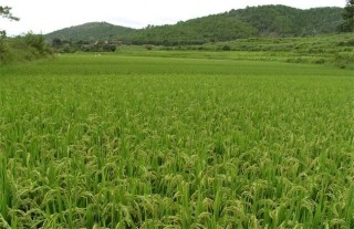 水稻的种植技术,第4图