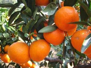 柑橘种植技术,第1图