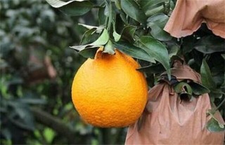 橙子的套袋技术,第2图