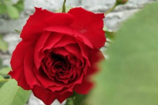 传奇红玫瑰的花语，玫瑰的花语是什么意思,第1图