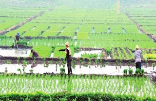 水稻的种植技术,第3图