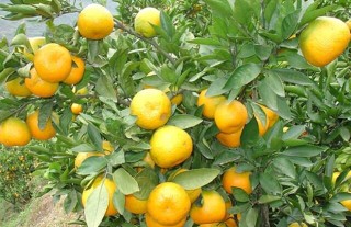 柑橘的病虫害防治技术,第3图